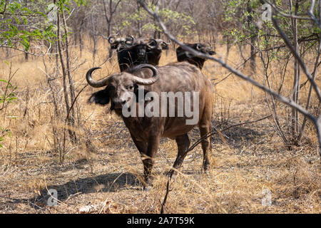 Buffle africain ou buffle (Syncerus caffer) Banque D'Images