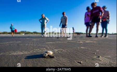Tortue de mer se dirigeant vers ocean après ébullition hors de leur nid sur Isle of Palms, L.C. Banque D'Images