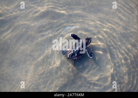 Tortue de mer se dirigeant vers ocean après ébullition hors de leur nid sur Isle of Palms, L.C. Banque D'Images