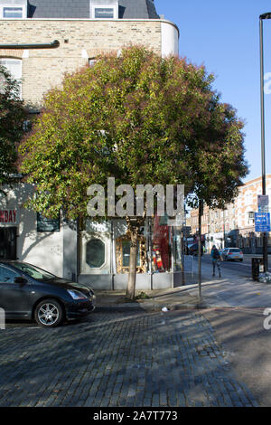 Troène de Chine (Ligustrum lucidum arbre), rues, Holloway, Londres N7 Banque D'Images