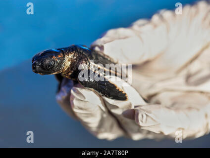 Tortue de mer se dirigeant vers ocean après ébullition hors de leur nid sur Isle of Palms, L.C. Banque D'Images