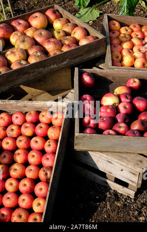 Sélection de pommes rouges dans la région de plateaux en bois, Kent, Angleterre Banque D'Images