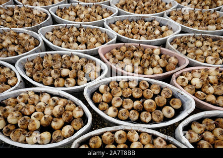 Les bulbes à fleurs de printemps dans des conteneurs, Norfolk, Angleterre Banque D'Images