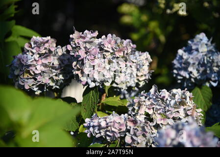 Cluster sur la maturité, hortensia bleu fleurit sur une journée ensoleillée. Banque D'Images