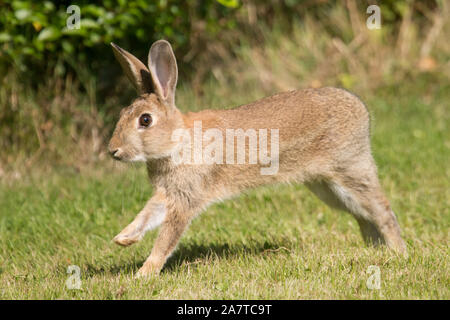 Lapin de garenne, Oryctolagus cuniculus, lapin sauvage à travers l'herbe par hedge à bord de champ, Sussex, UK Banque D'Images