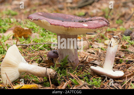 Russula queletii, fruité, Brittlegill trois toadstools, montrant deux branchies sur le dessous, l'identification, Sussex, octobre Banque D'Images