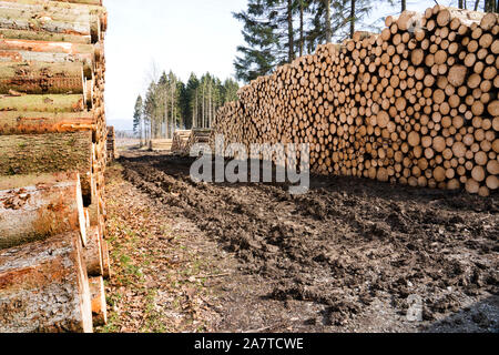 Piles de bois après la tempête après le cyclone Friederike, 2018, Weser Uplands, Hesse, Germany, Europe Banque D'Images