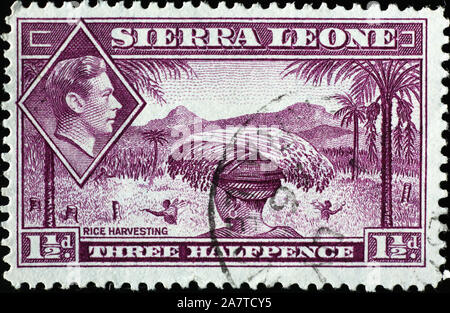 La récolte du riz sur vintage stamp de la Sierra Leone Banque D'Images