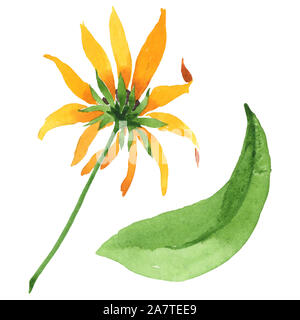 Rudbeckia hirta fleurs botanique floral. Jeu de fond à l'aquarelle. Rudbeckia isolées de l'élément d'illustration. Banque D'Images