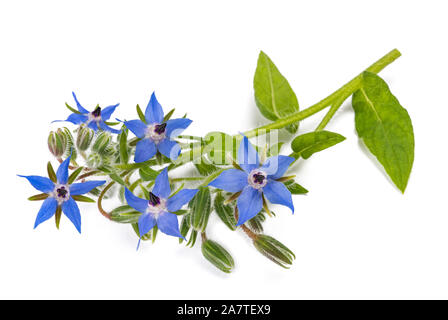 Plante bourrache (Borago officinalis) isolé sur fond blanc Banque D'Images