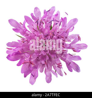 Field scabious flower isolated on white background Banque D'Images