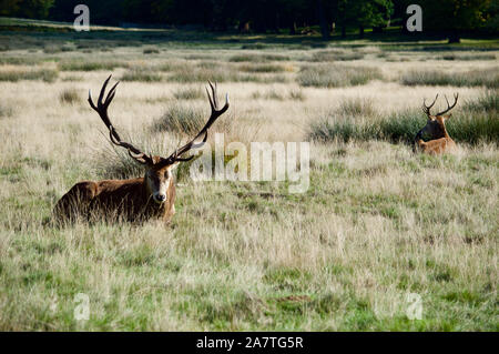 Cerfs reposant à Richmond Park, Royaume-Uni Banque D'Images