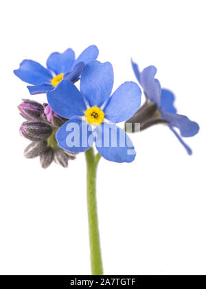 Forget-me-not (Myosotis) fleurs sur fond blanc Banque D'Images