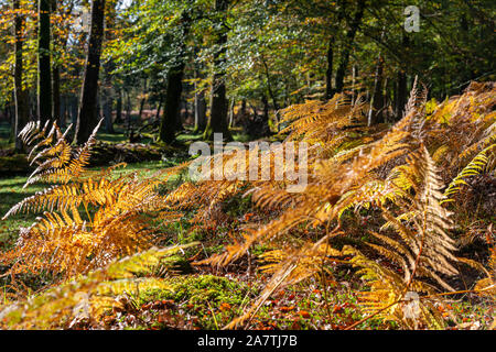 Scène d'automne lors d'une journée ensoleillée dans le parc national New Forest, Hampshire, England, UK Banque D'Images