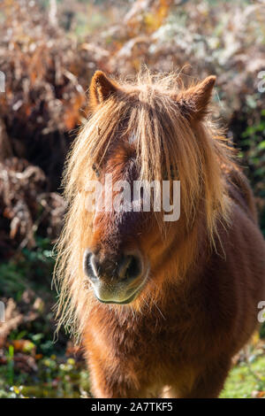 Poney Shetland vivant à l'état sauvage dans le parc national New Forest, Hampshire, England, UK Banque D'Images