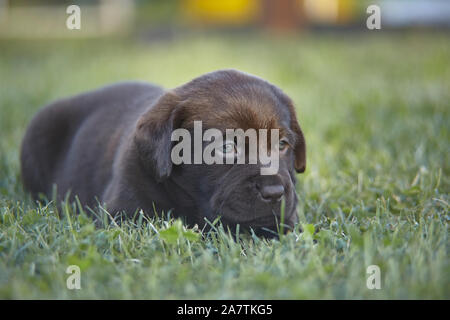 Chiot Labrador couché dans l'herbe verte du jardin l'intention de faire une sieste Banque D'Images