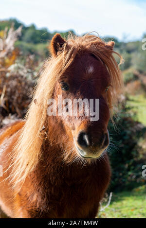 Poney Shetland vivant à l'état sauvage dans le parc national New Forest, Hampshire, England, UK Banque D'Images