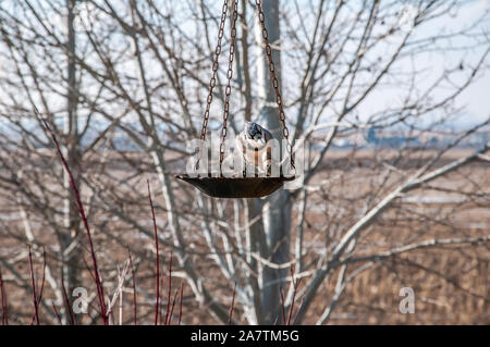Méfier Geai bleu inspecte un oiseau décoratif sur le convoyeur. Banque D'Images