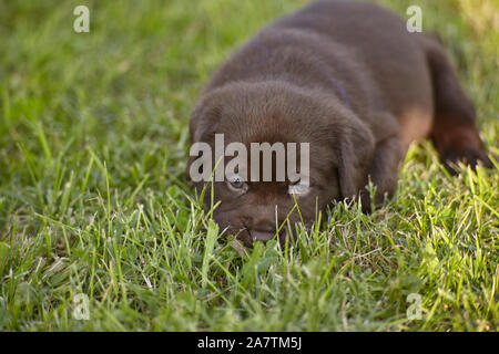 Chiot Labrador couché dans l'herbe verte du jardin l'intention de faire une sieste Banque D'Images