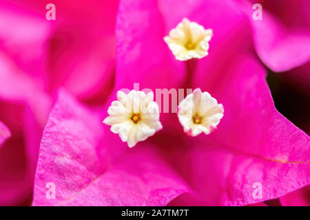 Bush de bougainvilliers en fleurs - gros plan d'une floraison pourpre bush Banque D'Images