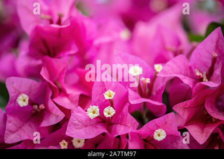 Bush de bougainvilliers en fleurs - gros plan d'une floraison pourpre bush Banque D'Images