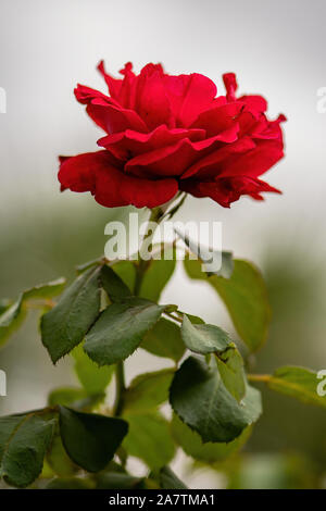 Vue latérale d'une rose rouge à longue tige en fleur Banque D'Images