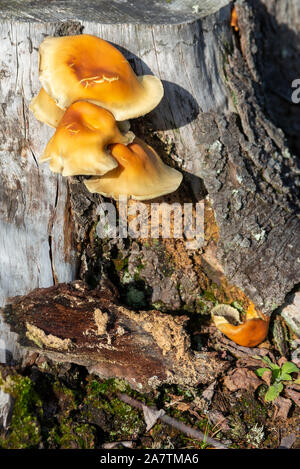 Arbre jaune champignons sur souche d'arbre dans le parc national New Forest, L'automne 2019, Hampshire, England, UK Banque D'Images