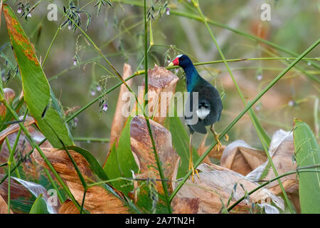 Purple gallinule mâle dans le feuillage des marais Banque D'Images