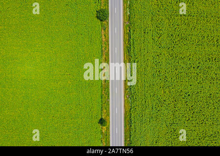 Au-dessus de la route et des champs verts en été Banque D'Images