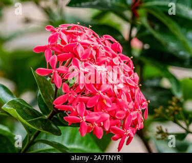 Balle rouge-orange de fleurs en Floride - ixora Banque D'Images