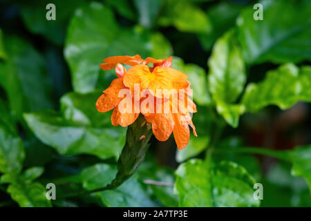 Crossandras - orange/pêche fleur en Floride Banque D'Images