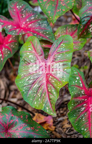 La couverture du sol hibiscus dans un jardin en Floride Banque D'Images
