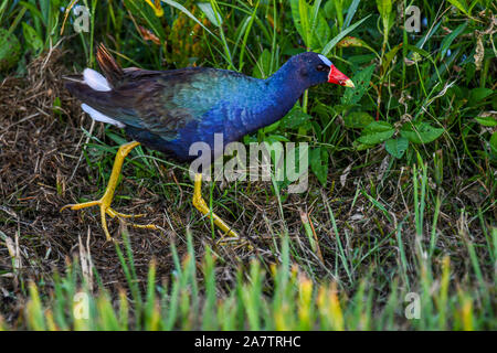 Purple gallinule mâle dans le feuillage des marais Banque D'Images