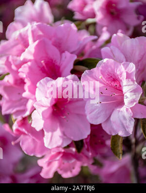 Un close up of pink azalea fleurs - un buisson en fleurs Banque D'Images