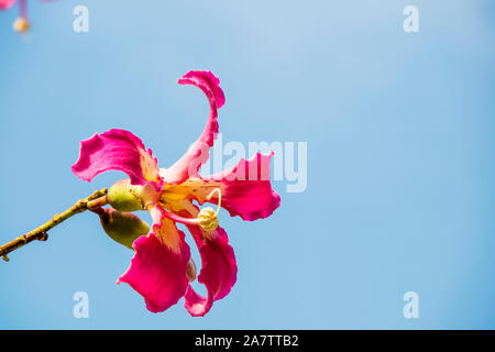 Fleurs roses de l'arbre Ceiba speciosa de soie, anciennement Chorisia speciosa. Banque D'Images