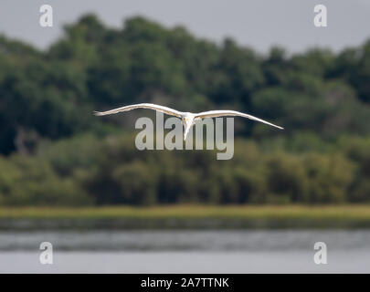 Grande Aigrette pour atterrir à un lac en Floride Banque D'Images