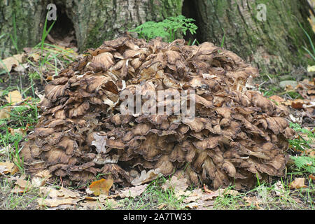 Grifola frondosa, connu sous le nom de maitake, poule des bois, ram's head et tête de mouton, widl champignon comestible à propriétés médicinales Banque D'Images