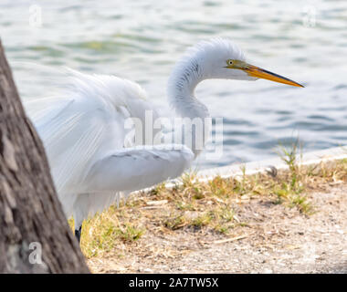 Petit héron debout dans le golfe du Mexique - Floride Banque D'Images