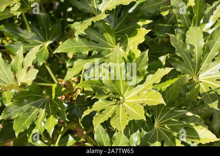 Fatsia japonica, également connu sous le nom de feuilles de papier glacé, fatsi, paperplant, faux, le ricin ou aralia japonais. Banque D'Images