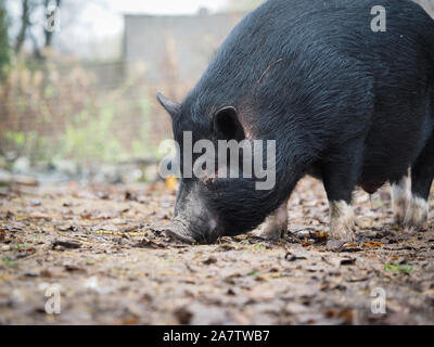 Un gros cochon noir renifle le sol Banque D'Images