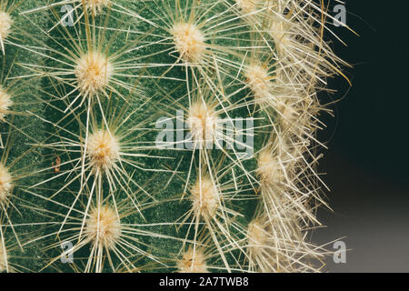 Macro vintage spectaculaire close-up de petits cactus intérieur avec des aiguilles dans le pot, avec des ombres dramatiques sur fond noir floue Banque D'Images