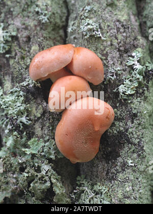 Hypholoma lateritium, connu comme la brique ou la brique touffe, champignons sauvages comestibles provenant de la Finlande Banque D'Images