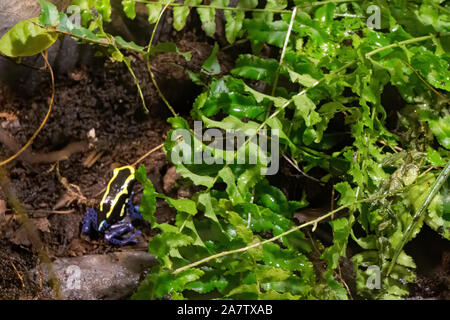 Grenouille toxique dans la forêt tropicale Banque D'Images