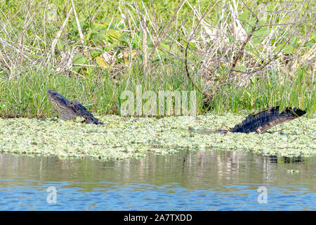 Homme alligator afficher et beuglant appel rituel d'accouplement - printemps Banque D'Images