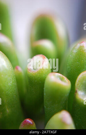 Plan Macro sur Crassula ovata 'Gollum' Jade. Banque D'Images