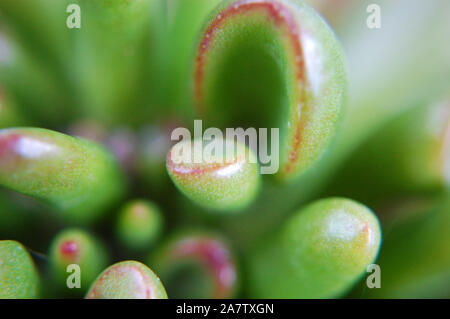 Plan Macro sur Crassula ovata 'Gollum' Jade. Banque D'Images