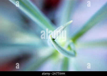 Plan Macro sur Senecio serpens 'bâtons de craie bleue'. Banque D'Images