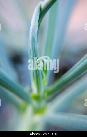 Plan Macro sur Senecio serpens 'bâtons de craie bleue'. Banque D'Images