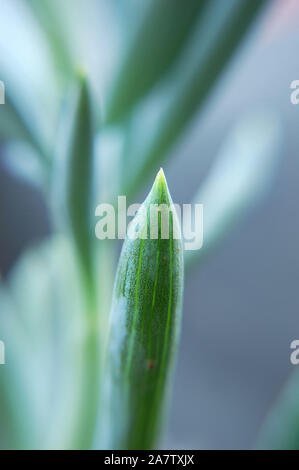 Plan Macro sur Senecio serpens 'bâtons de craie bleue'. Banque D'Images