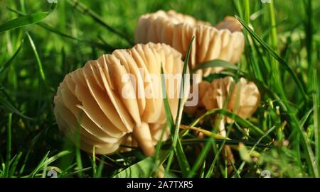 Marasmius oreades. Scotch Bonnet. Fairy ring mushroom Banque D'Images